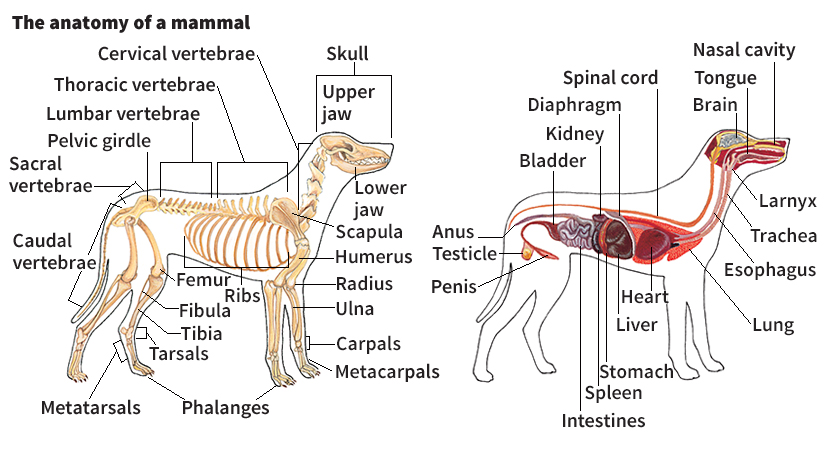 Anatomy of a mammal