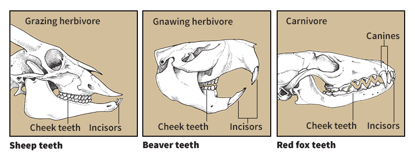 Teeth of mammals