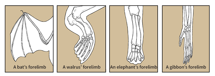 How the skeleton is adapted for movement