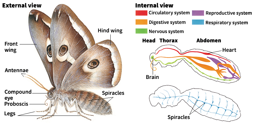 Anatomy of a moth