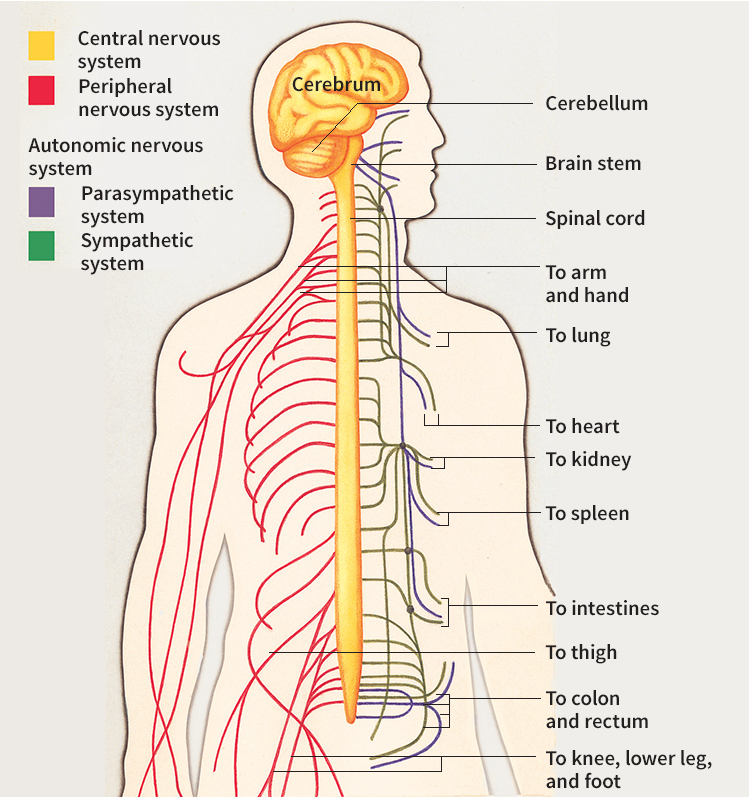 Human nervous system