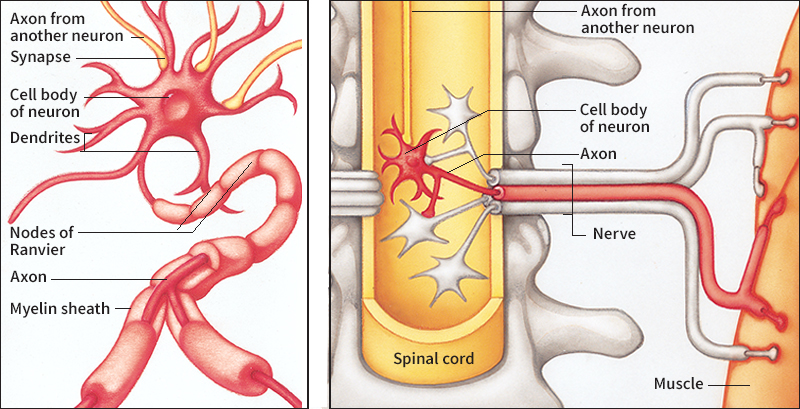 Neurons and nerves