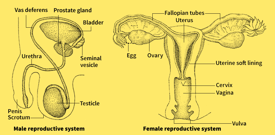 Human reproductive system