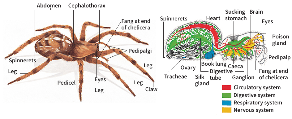 Body of a spider