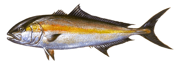 Greater amberjack