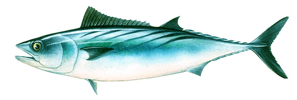 Pacific bonito