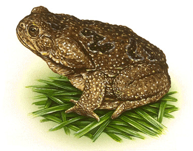 Cane toad