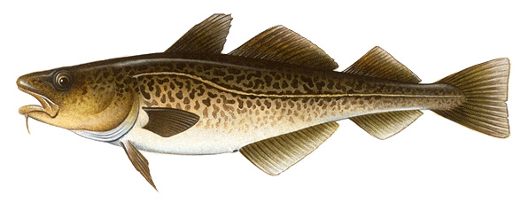 Pacific cod