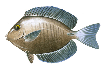 Doctorfish