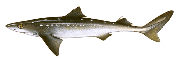 Spiny dogfish