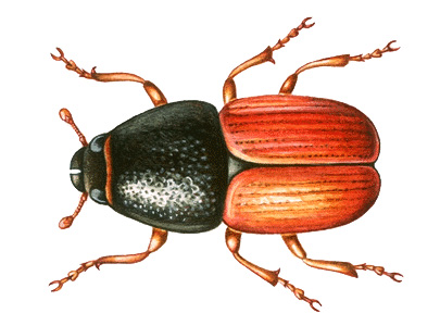 European bark beetle