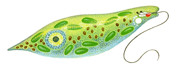 Euglena