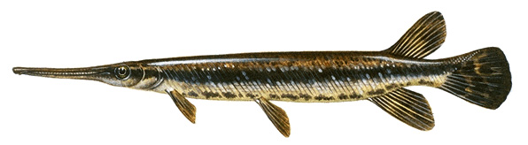 Longnose gar