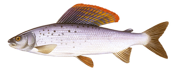 Grayling