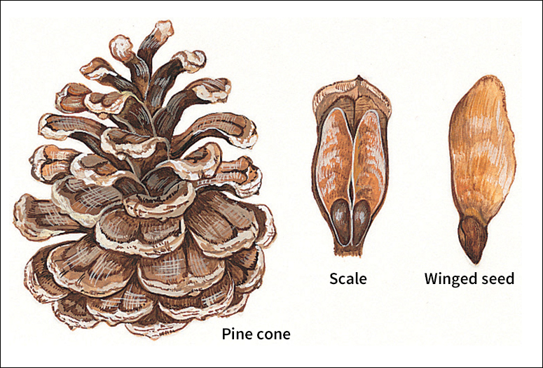 Gymnosperm