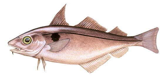 Haddock