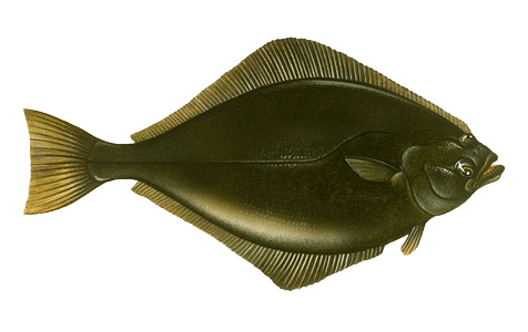 Halibut