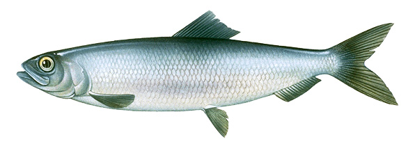 Pacific herring