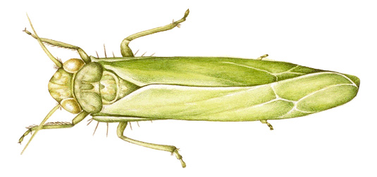 Leafhopper