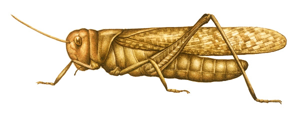 Locust