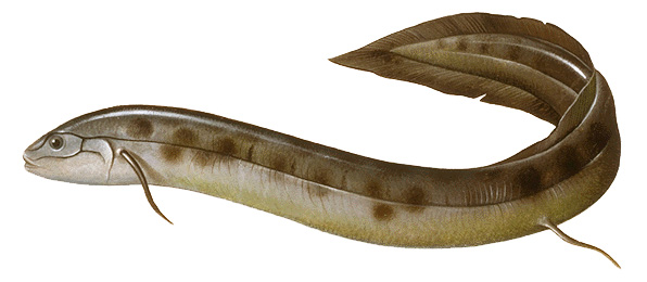 South American lungfish