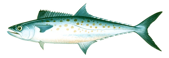 Mackerel