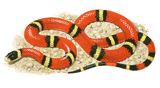 Milk snake