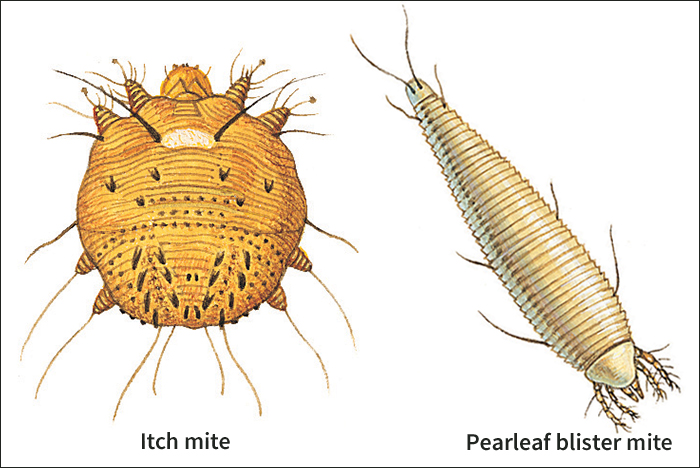 Two types of mites