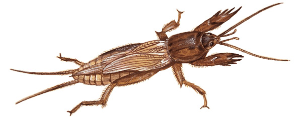 Mole cricket