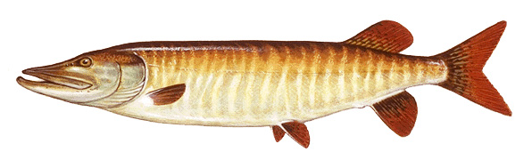 Muskellunge