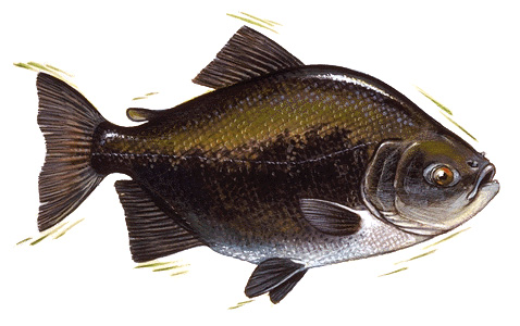 Black pacu