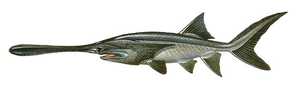 American paddlefish