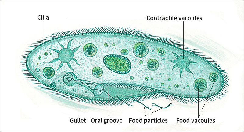 Paramecium