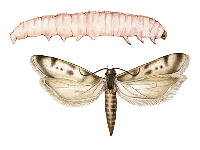 Pink bollworm