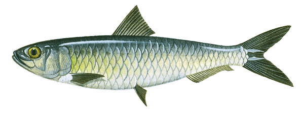 European sardine