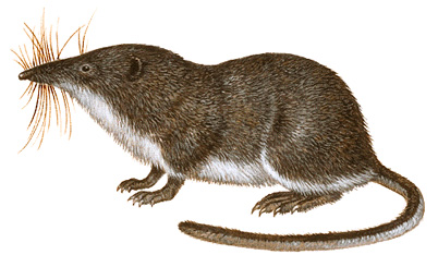 Shrew