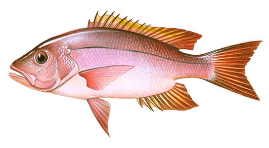 Northern red snapper