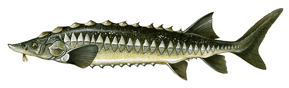 Sturgeon