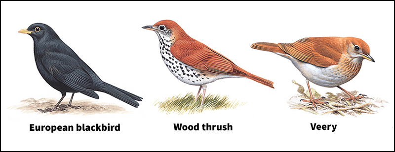 Thrush family