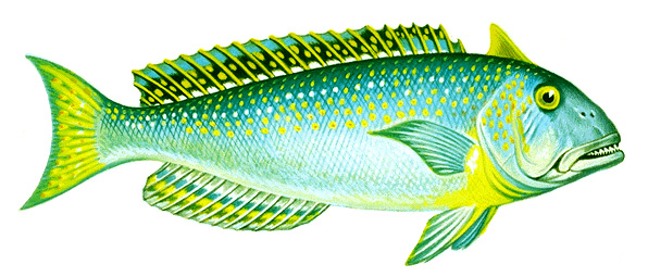 Tilefish