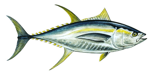 Yellowfin tuna