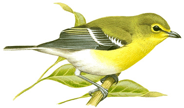 Yellow-throated vireo