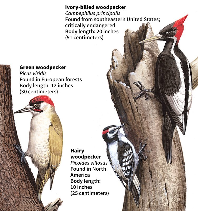 Woodpecker