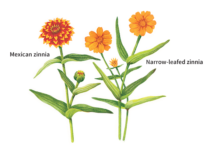 Zinnias