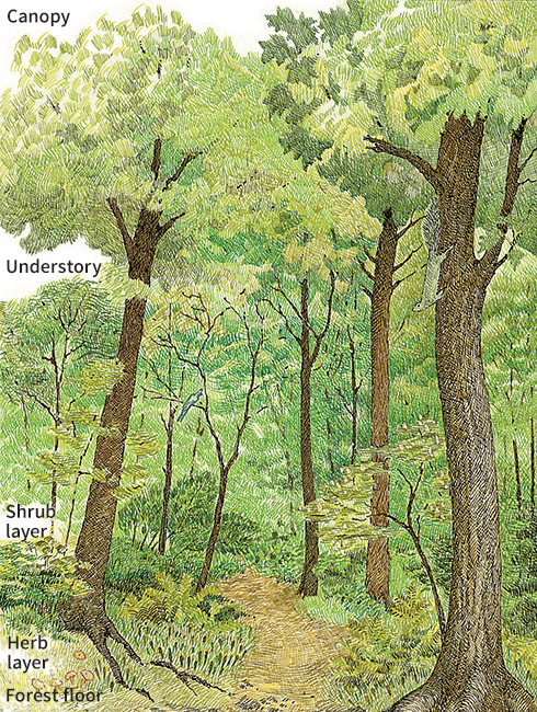 Structure of the forest