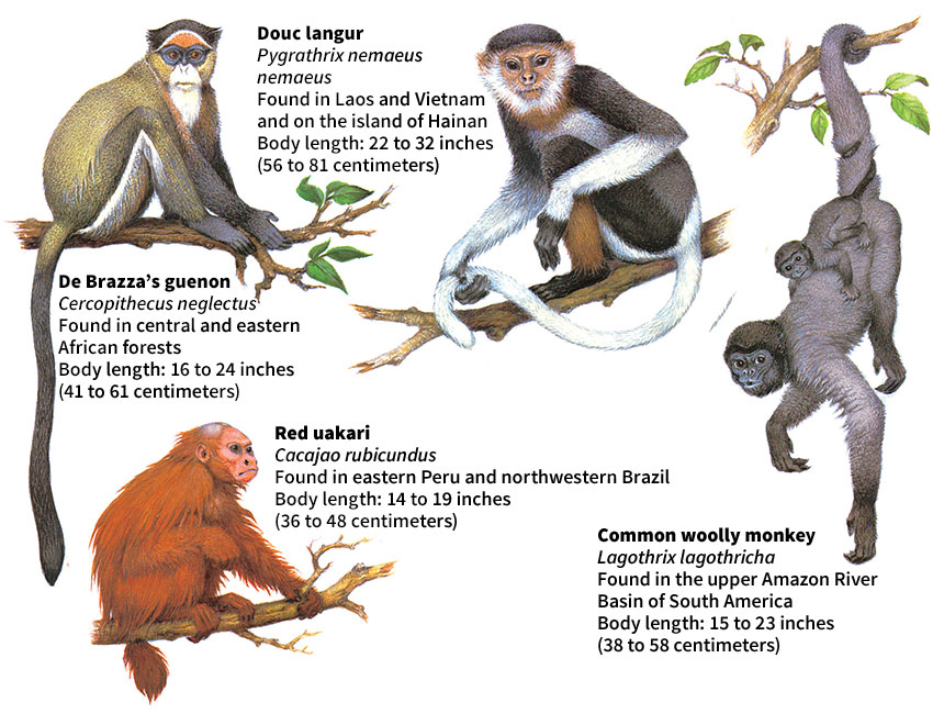 Some kinds of monkeys