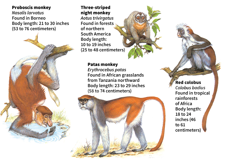 Some kinds of monkeys