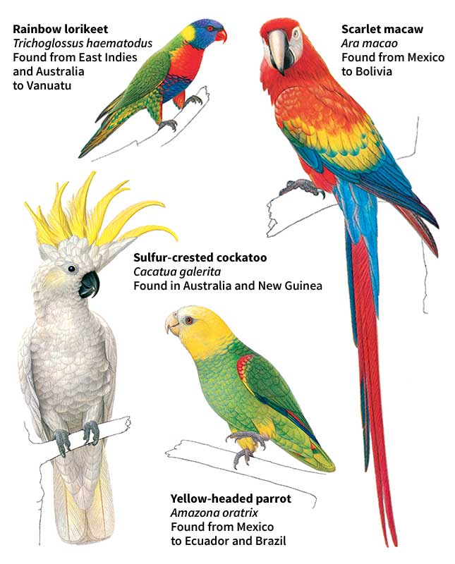 Some kinds of parrots