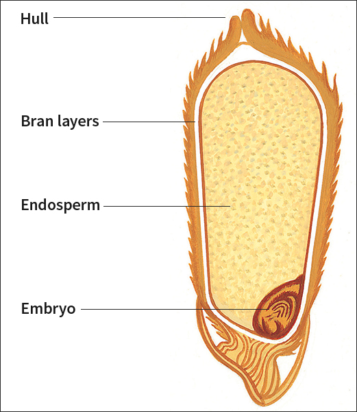 Cross section of a grain of rice