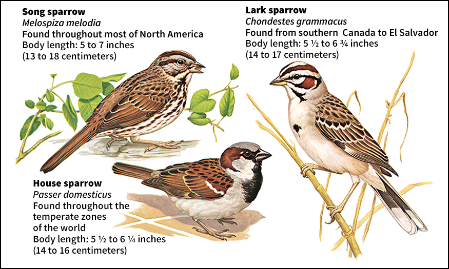 Some kinds of sparrows